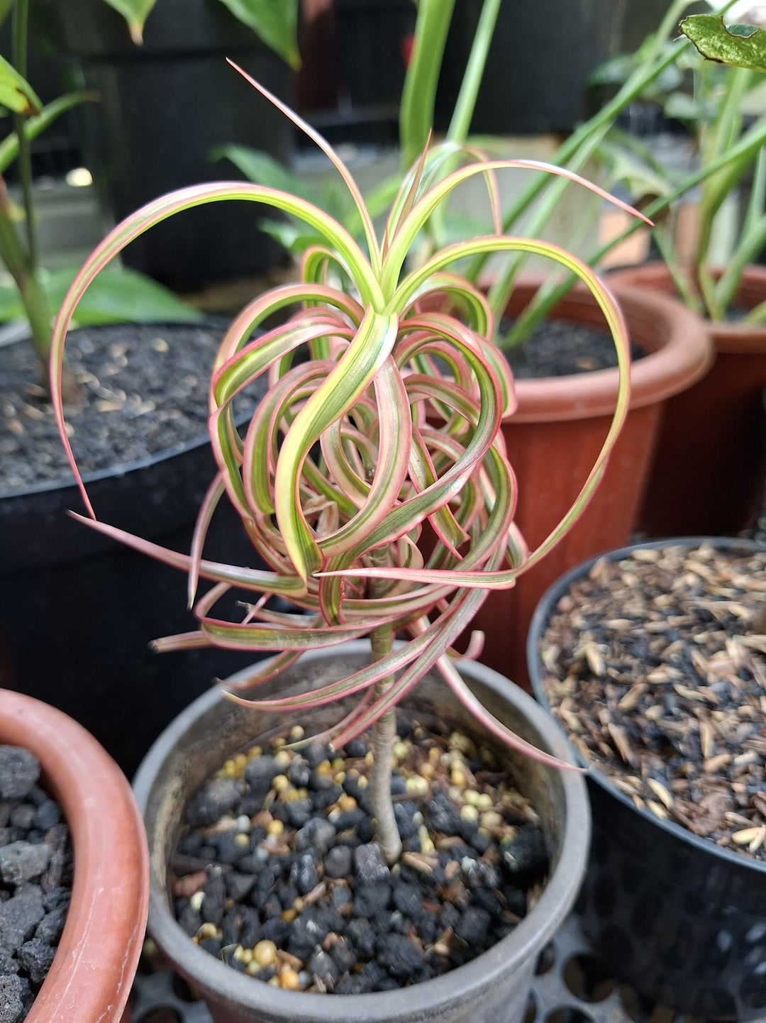 Dracaena concinne ‘Kuhnty' Dracaena Concinna Tricolor Kuhnty Variegated 