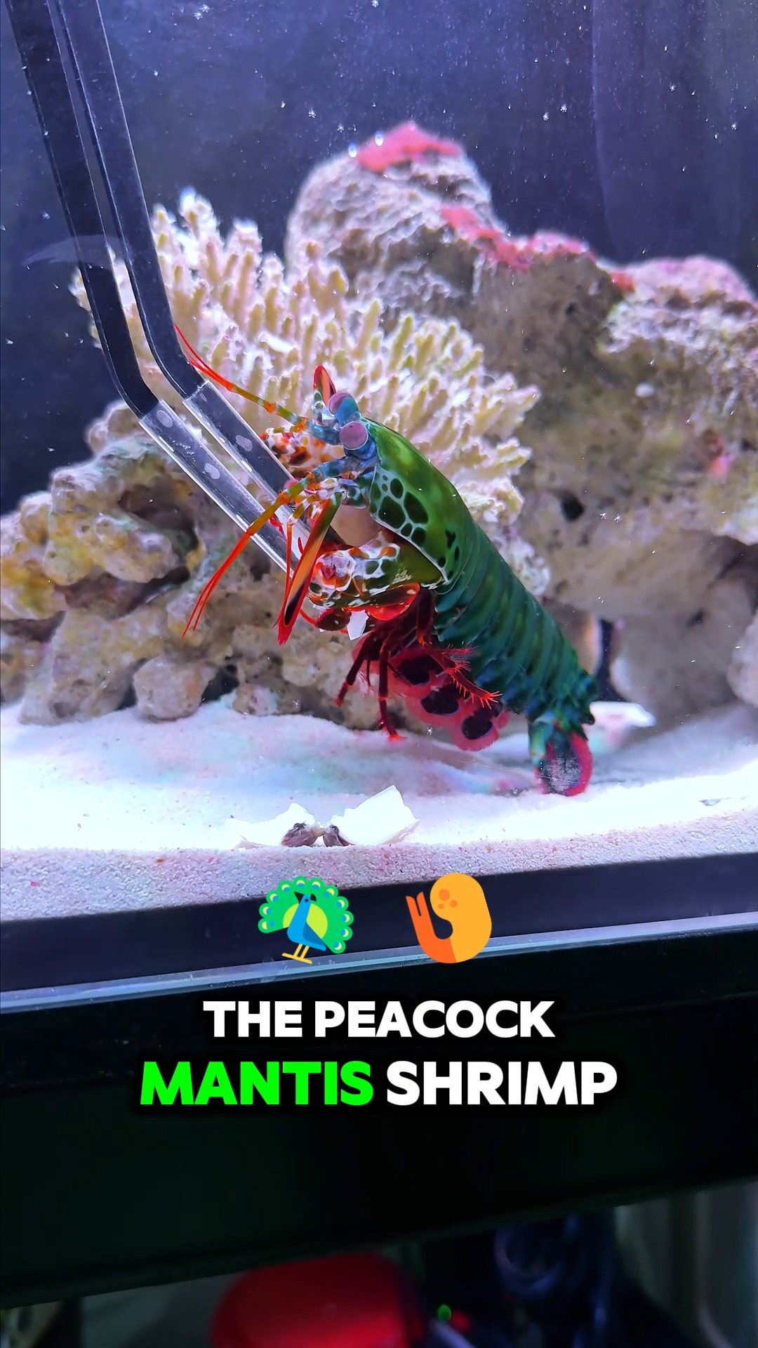 Mantis shrimp are known for their vibrant and diverse colors 🌈🦚 | Hai ...
