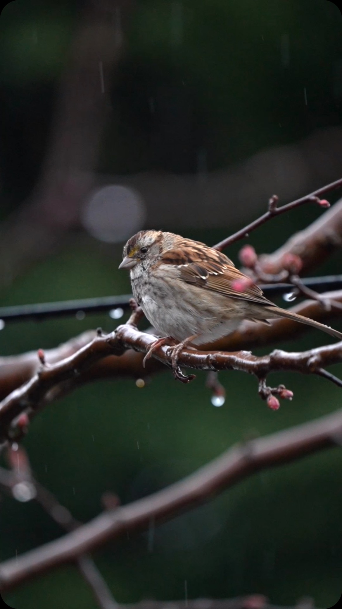 Little sparrow shaking off during a Spring shower🌧️💙🍃#spring #rain # ...