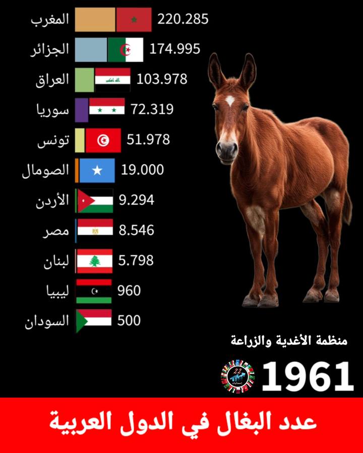 عدد البغال في الدول العربية | Statistics & إحصائيات | Facebook