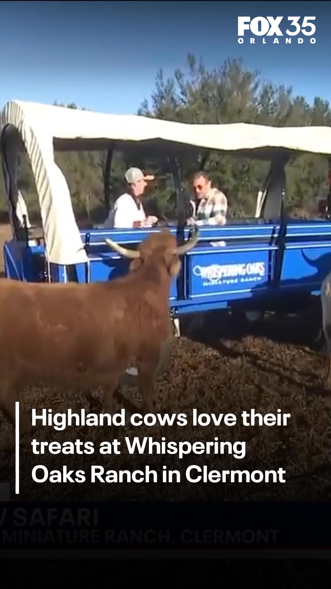 Cuddle with a mini Highland Cow at Whispering Oaks Miniature Ranch on ...