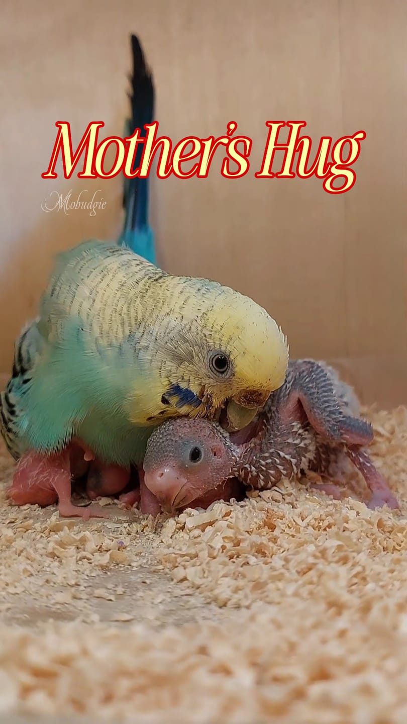 The Purest Hug Comes from a Mother🤱 #budgie #budgies #pets #budgienest ...
