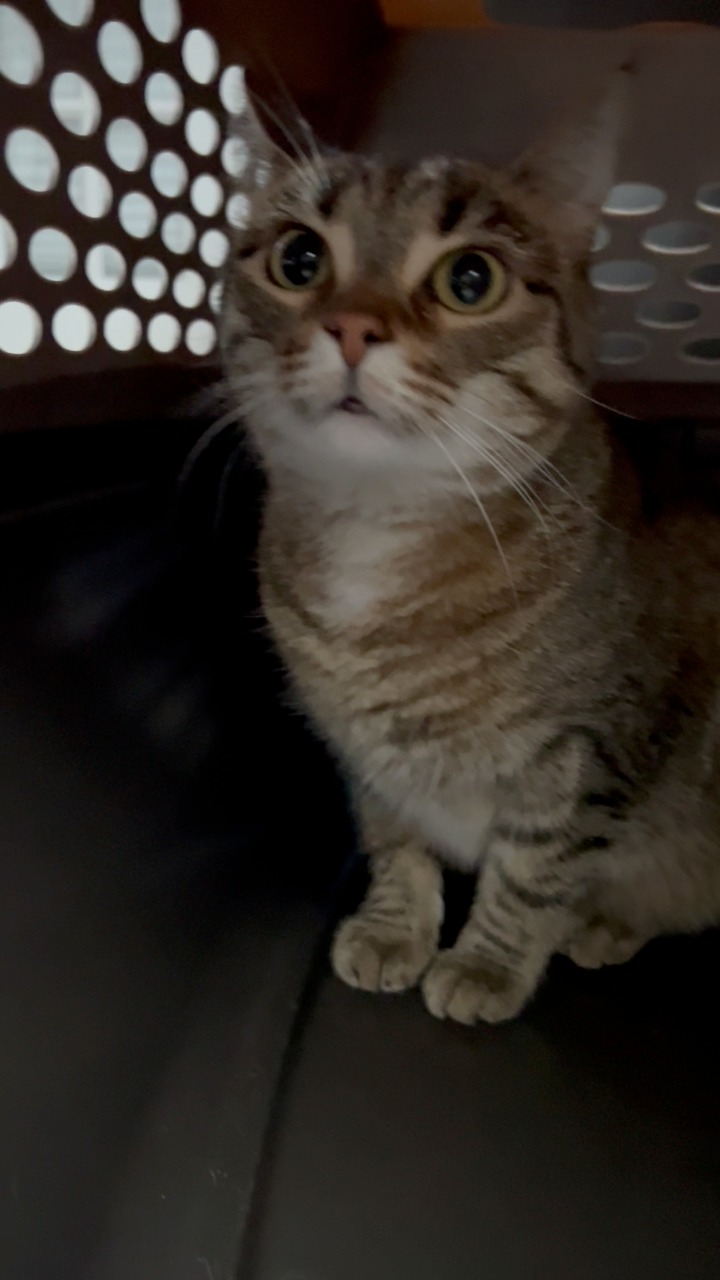 I always leave the carriers out so they aren’t scared of them, but over ...