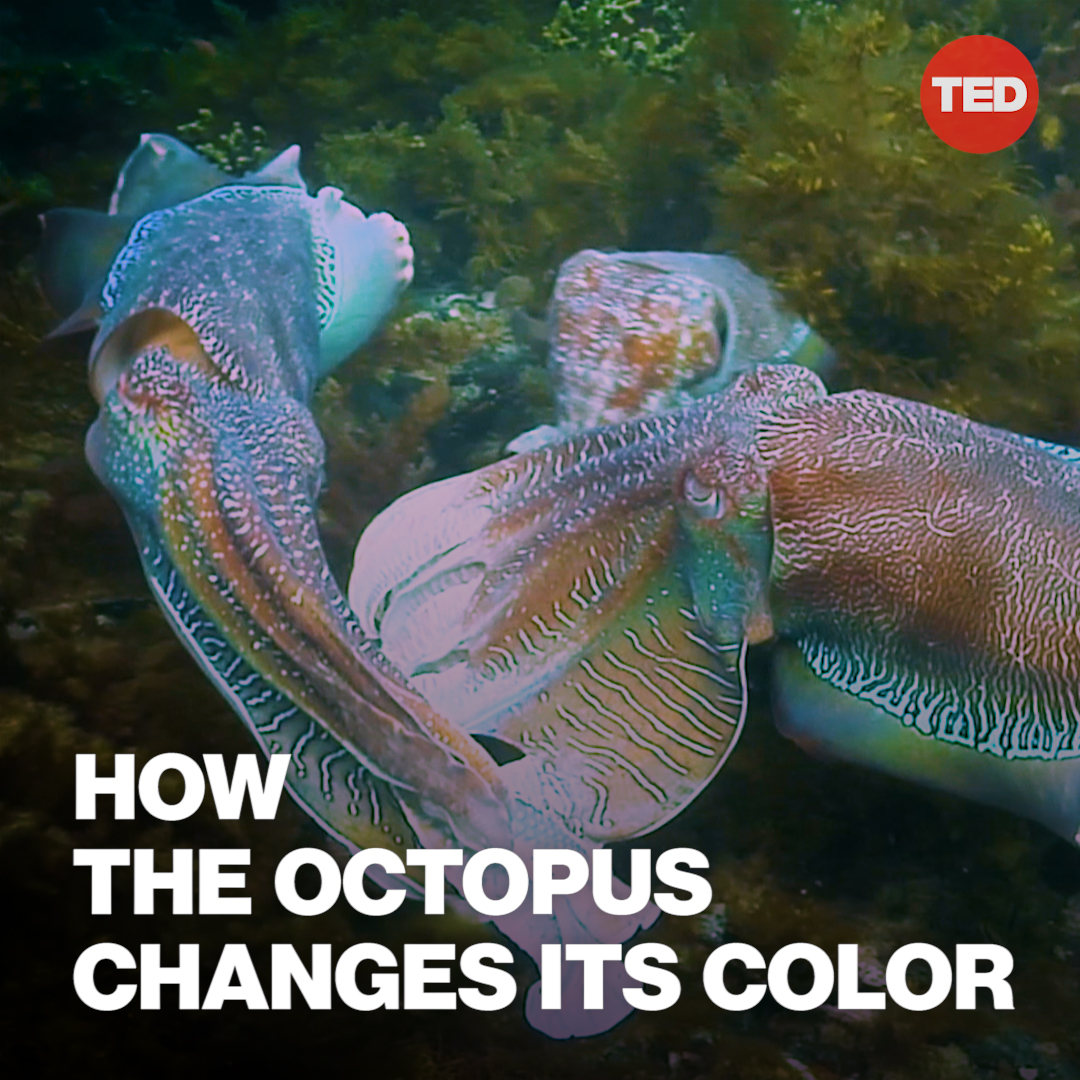 If you need a brain break, take a minute to step into the fascinating ...