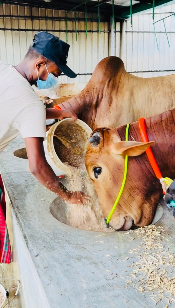 The Home of Goru Lovers - #goru #Deshal #decoratedbull #indonesiancow # ...