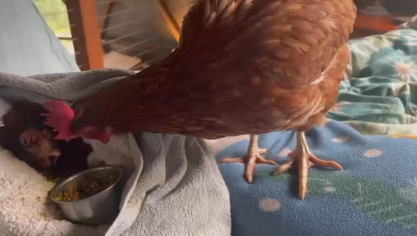 It’s Friday already! Time for a Patience the hen update 🐓 Waking up to ...