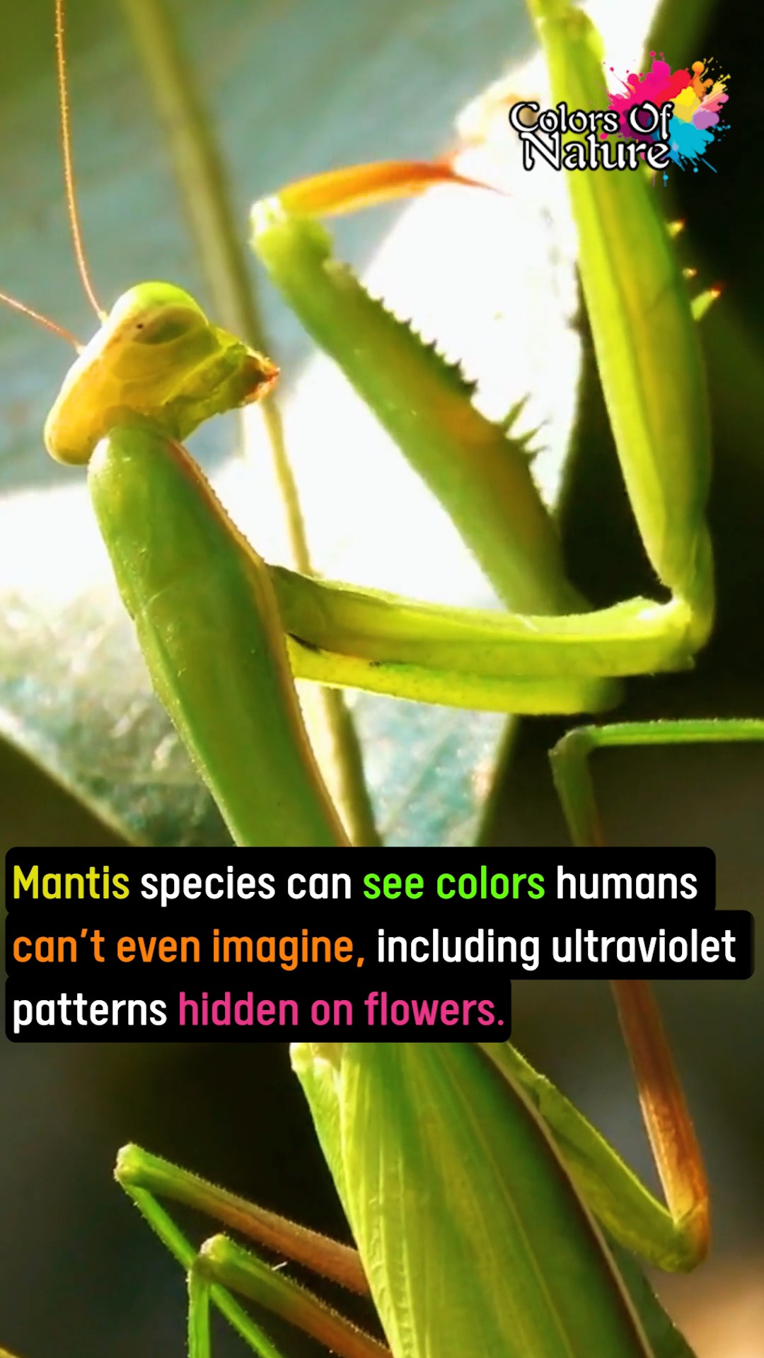 Mantis | Colors Of Nature | Facebook