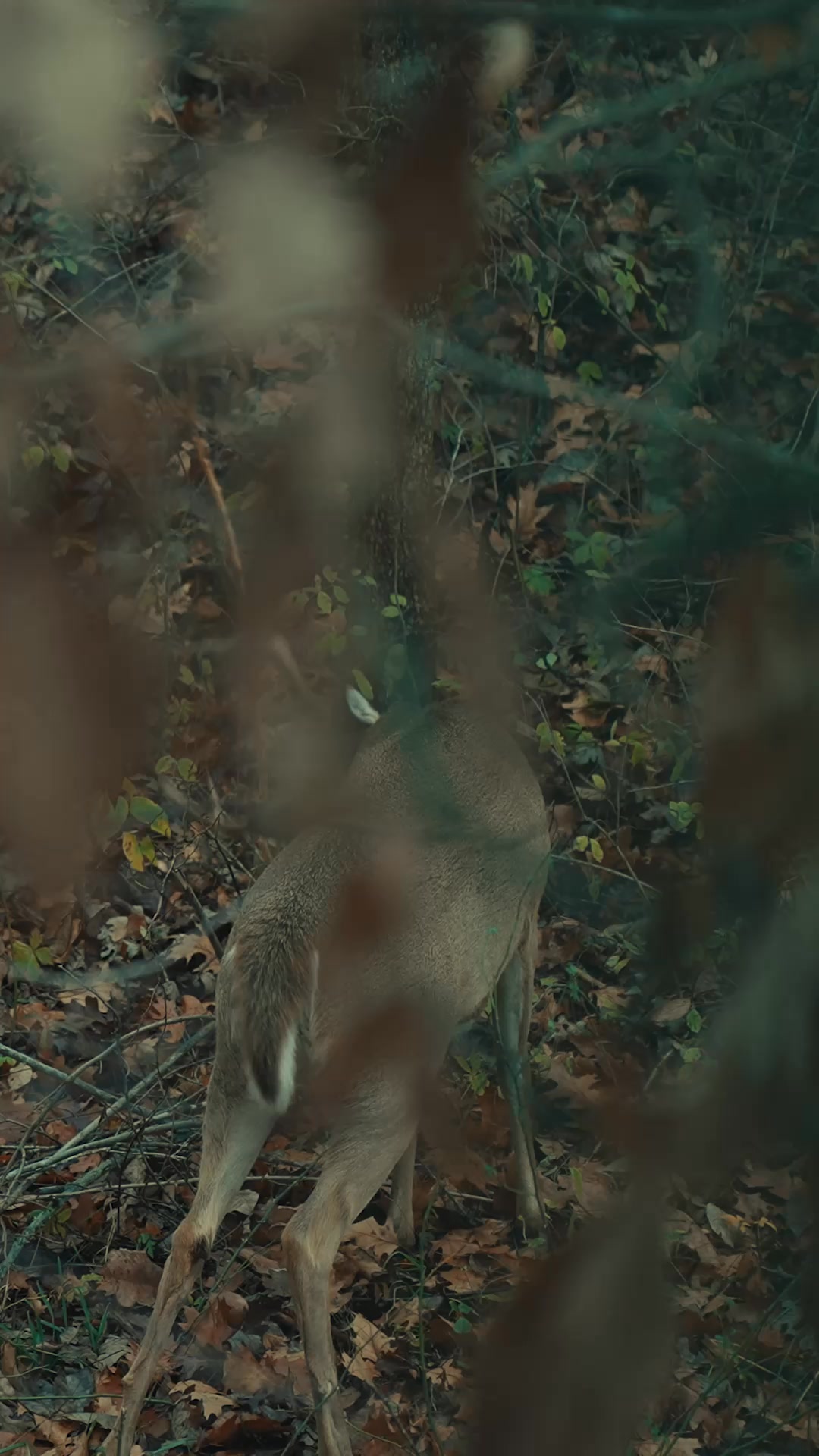 Stack the odds this season. onX Hunt’s Deer Movement Forecast analyzes ...