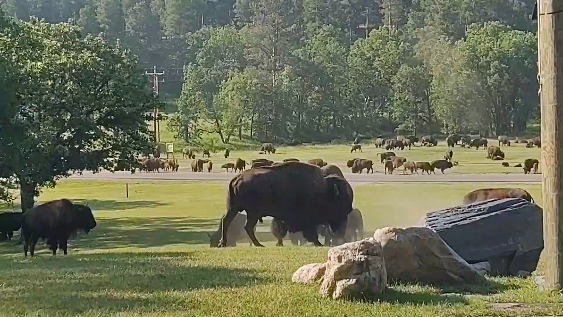 The bison rut is approaching at Custer State Park. From late July ...