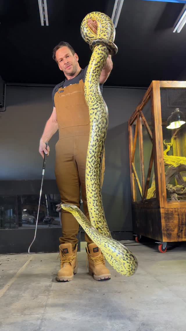 Here is an awesome adult T+ albino green anaconda at MegaConda