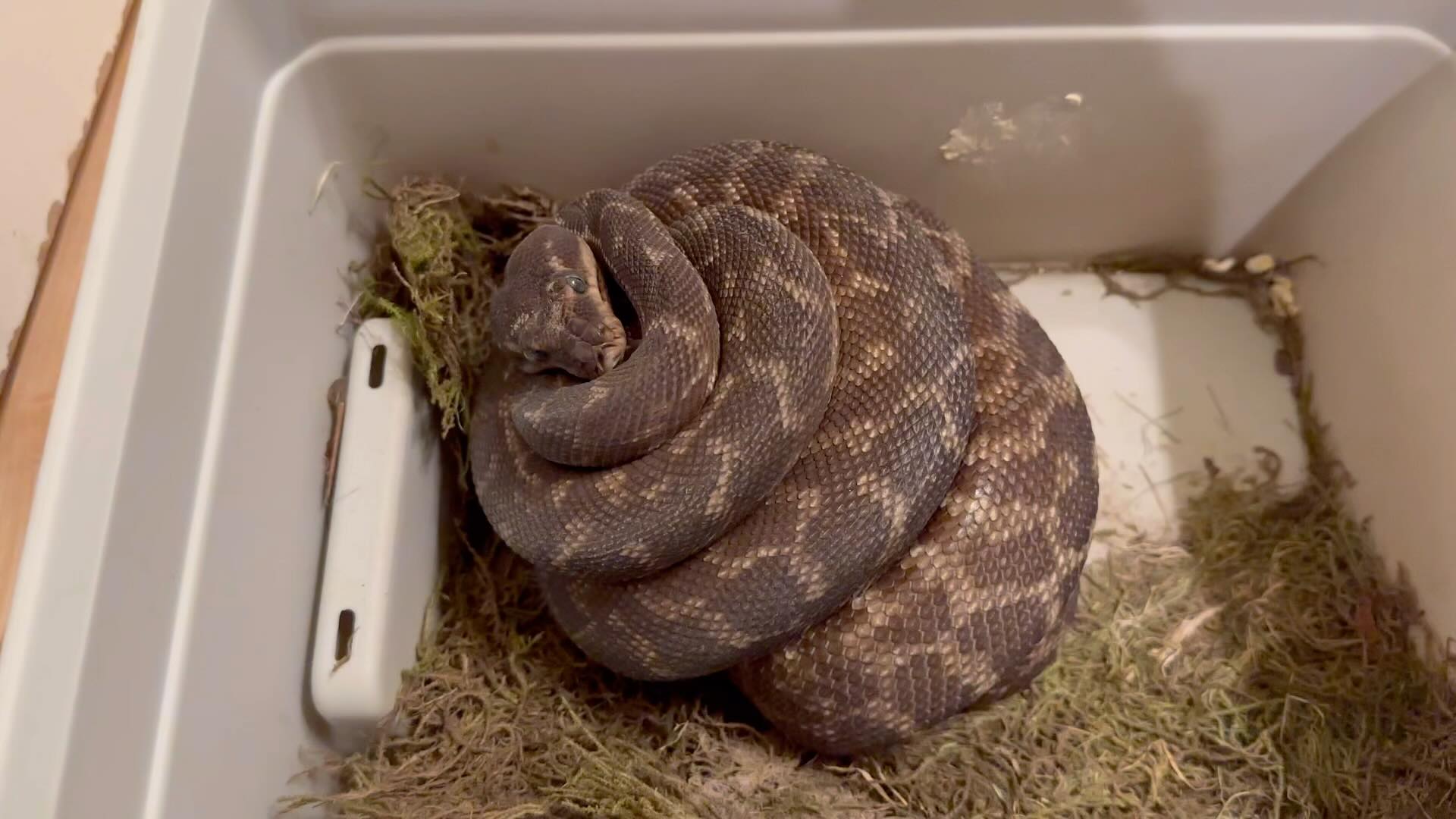 Rough-scaled Python, Morelia carinata. Nice clutch from this female ...