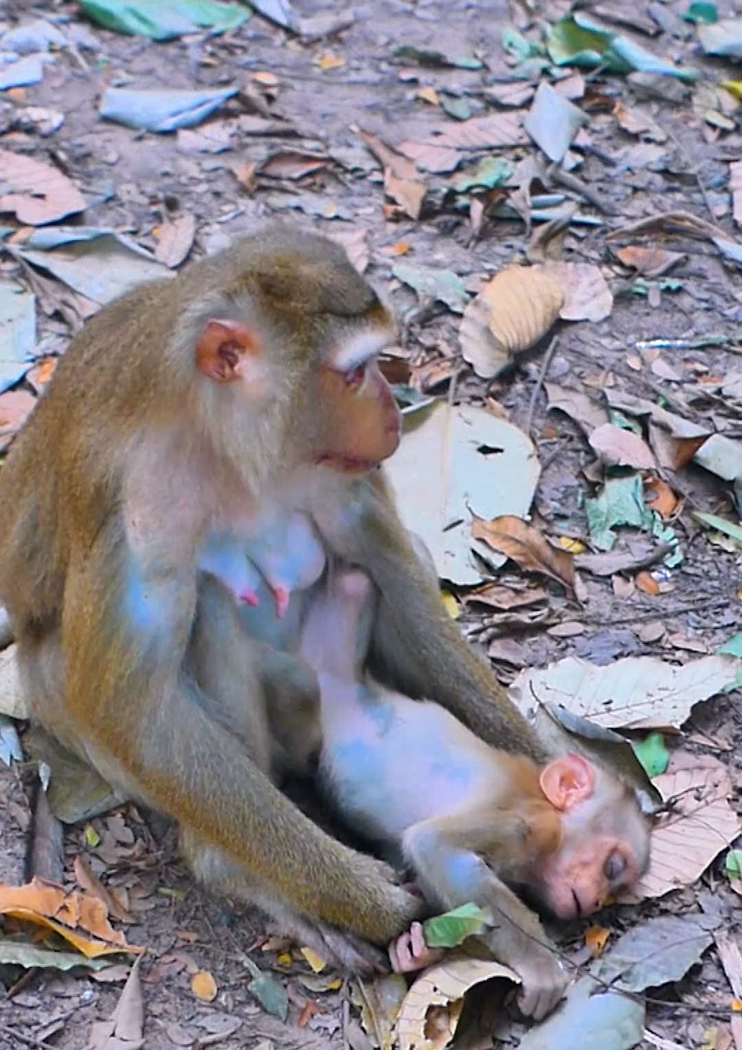 Oh No! What happened baby monkey, whey mom don't give more to him...? # ...