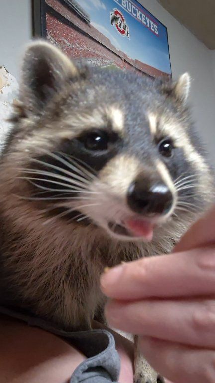 Lacey Raccoon Woke Up Because She Heard Me Eating Cheetos 🤪 #adorable # ...