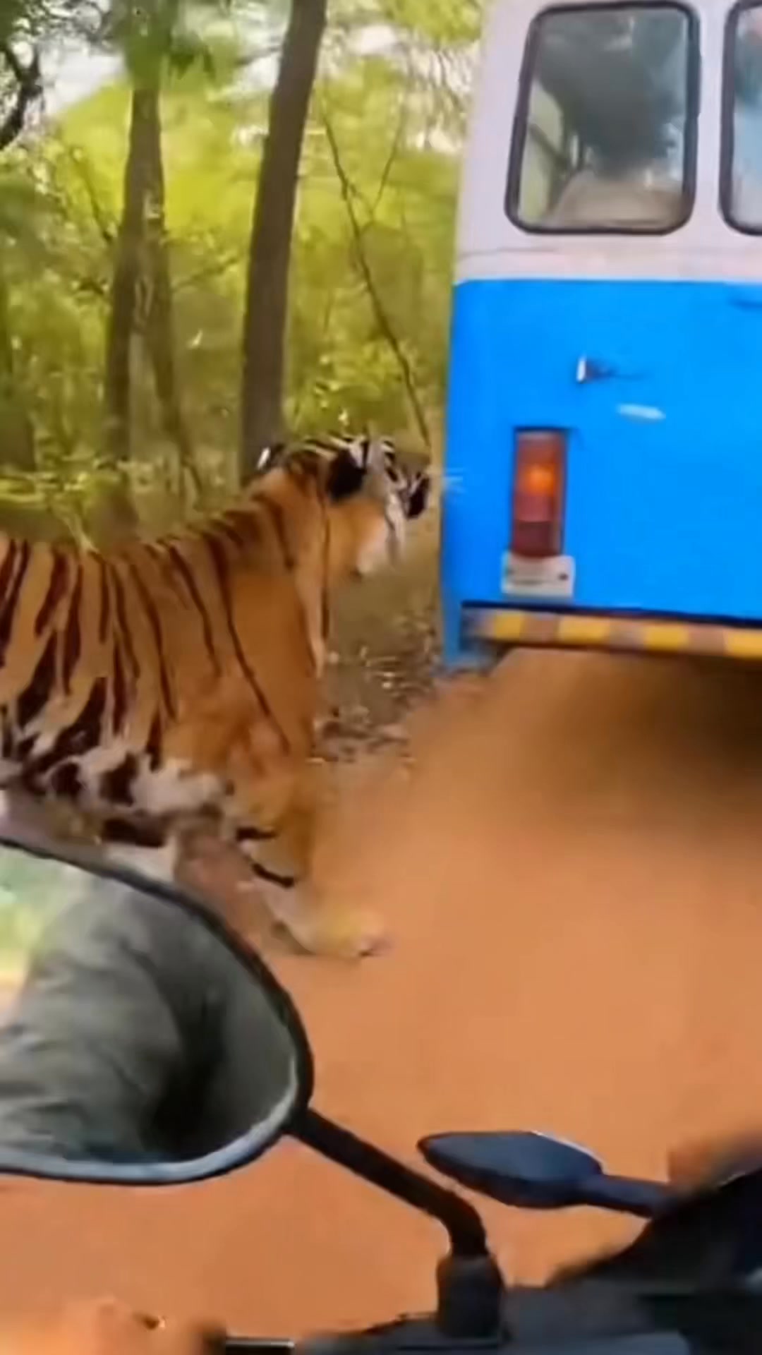 Tiger ने हमला कर दिया Passenger Bus पार || Tiger attack on Passenger ...