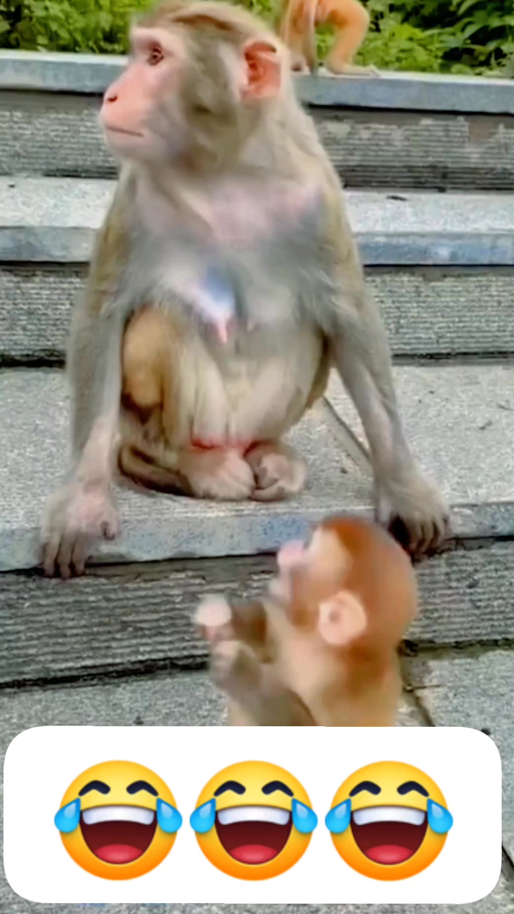 #monkey #fbreelsfypシ゚viralシ #monkeylove #short #videos | follow ...