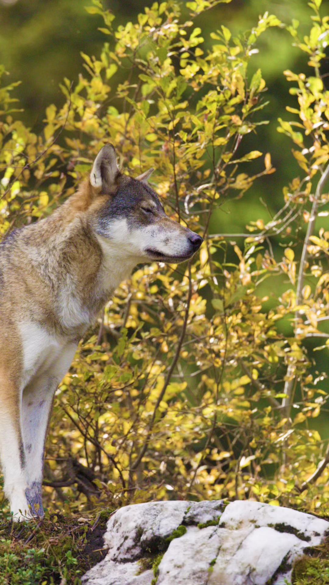 An endangered Mexican gray wolf named Taylor has once again made the ...