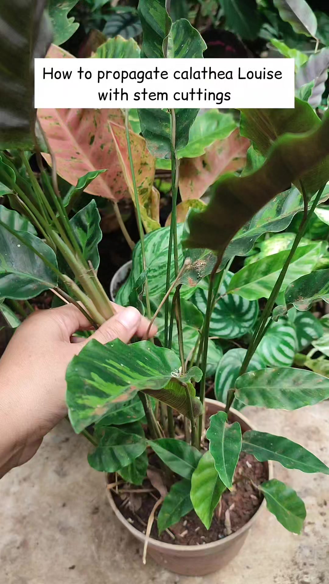 cara-memperbanyak-calathea-louise-dengan-stek-batang-propagate