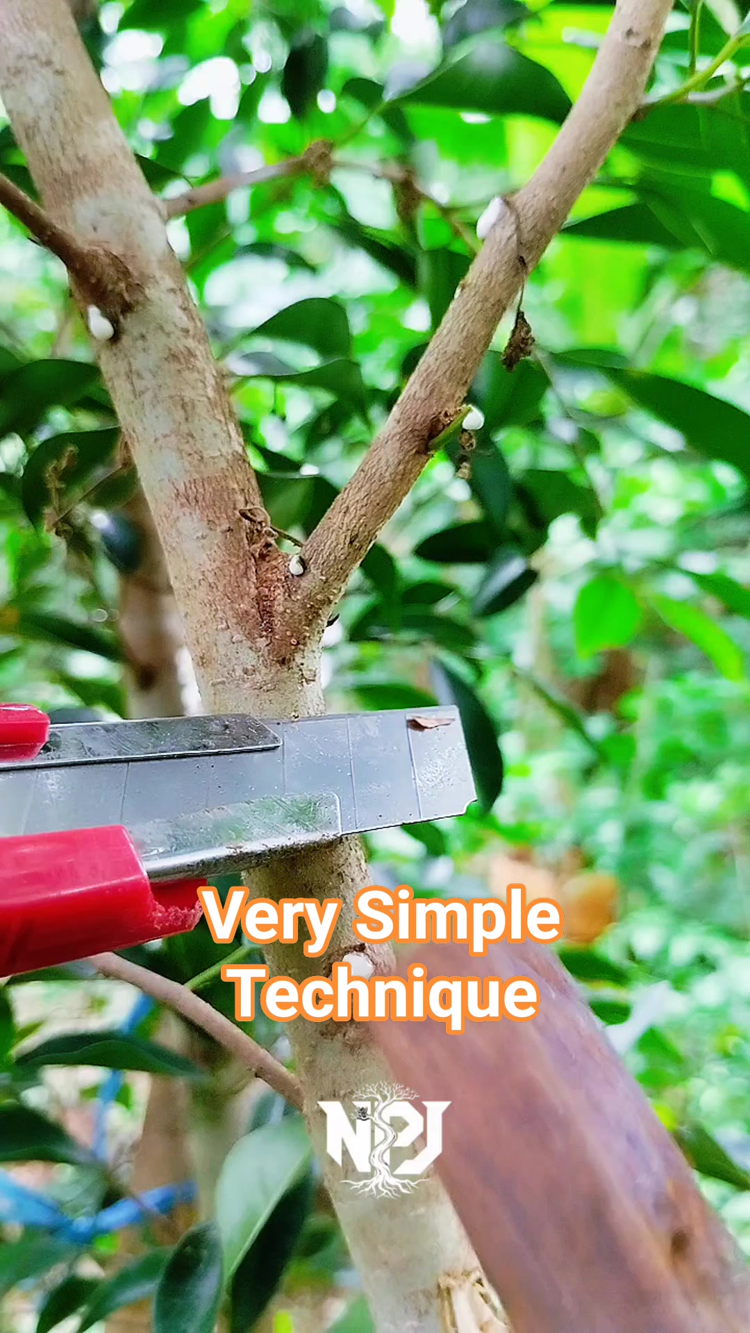 propagate plants using the simple hanging bottle method. #airlayering # ...