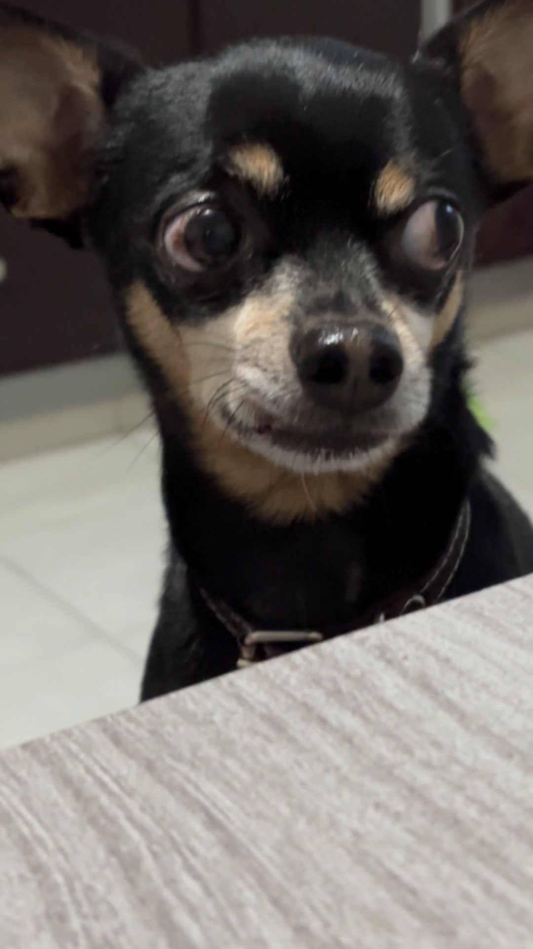 Su deseo de Randy, un taquito 😁🤗 #Randytito #fblifestyle #funnyanimals ...