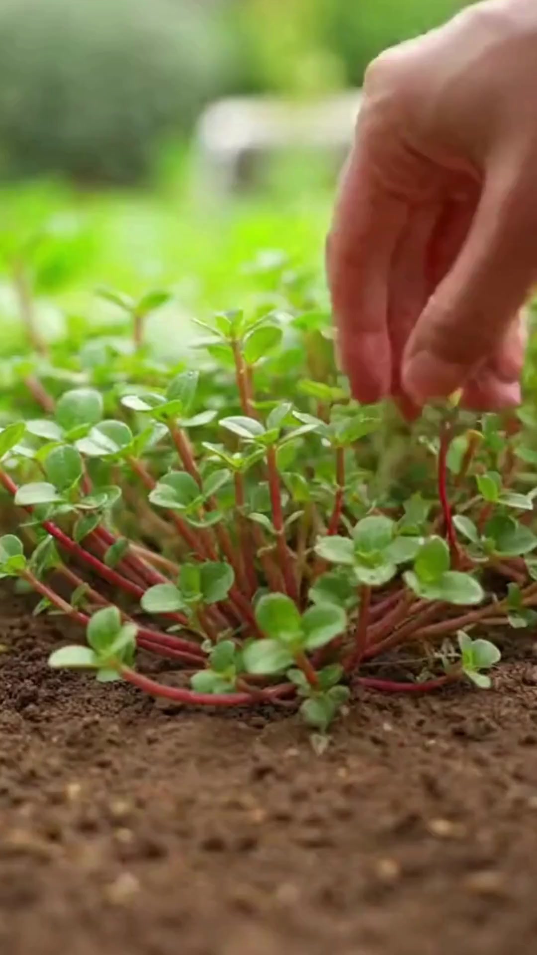The Hidden Power of Purslane: The Unpretentious Wonder of Nature... See ...