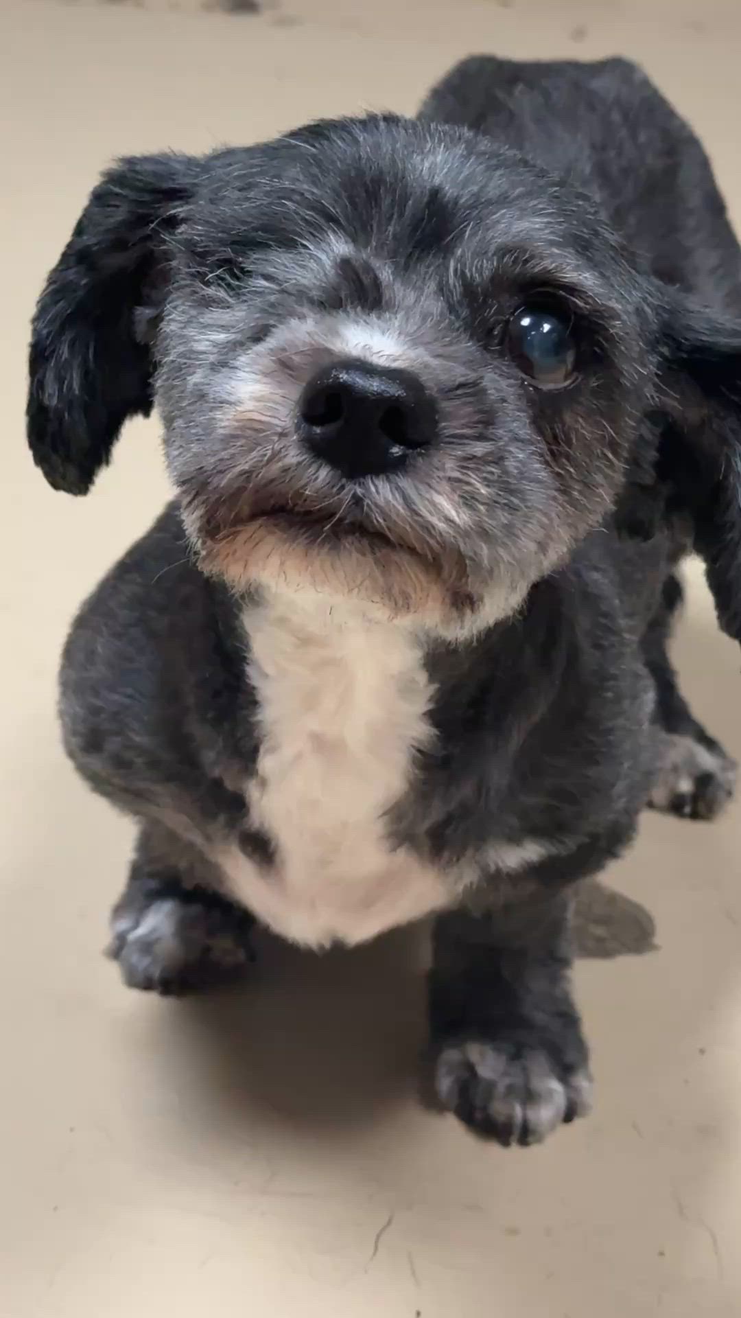 When Angel first arrived at the Niagara SPCA, she needed a little extra ...