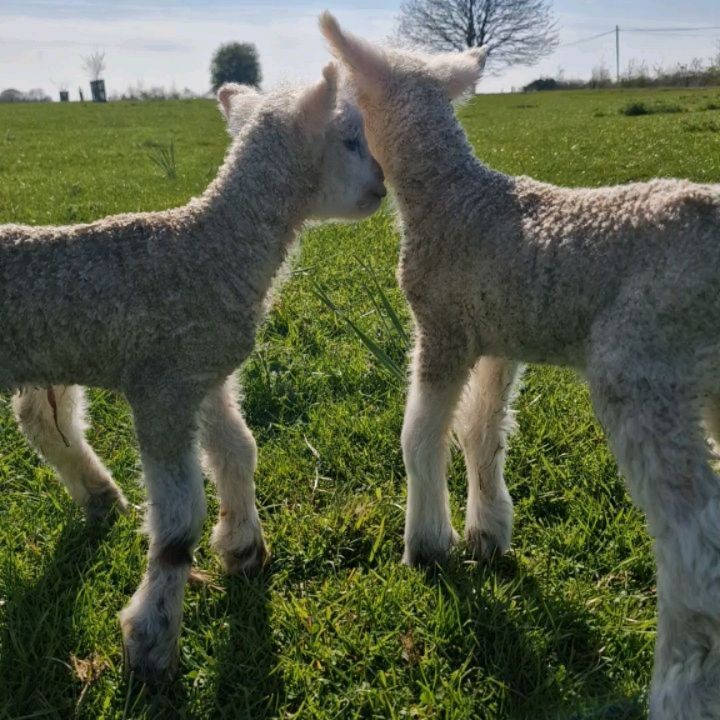 Whaddon Grove Farm | Trowbridge