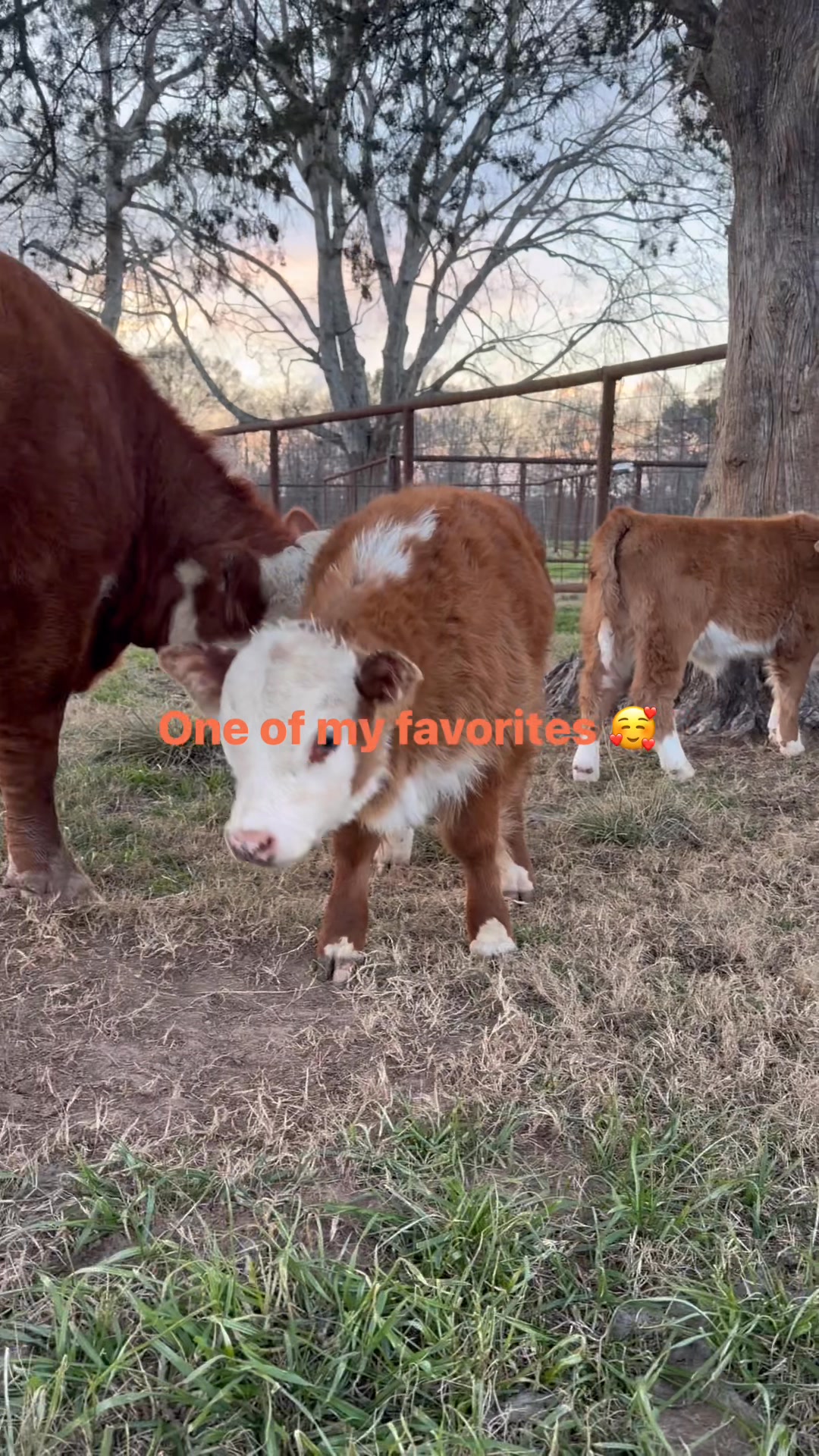 Proof that good things really do come in small packages #fluffycows # ...