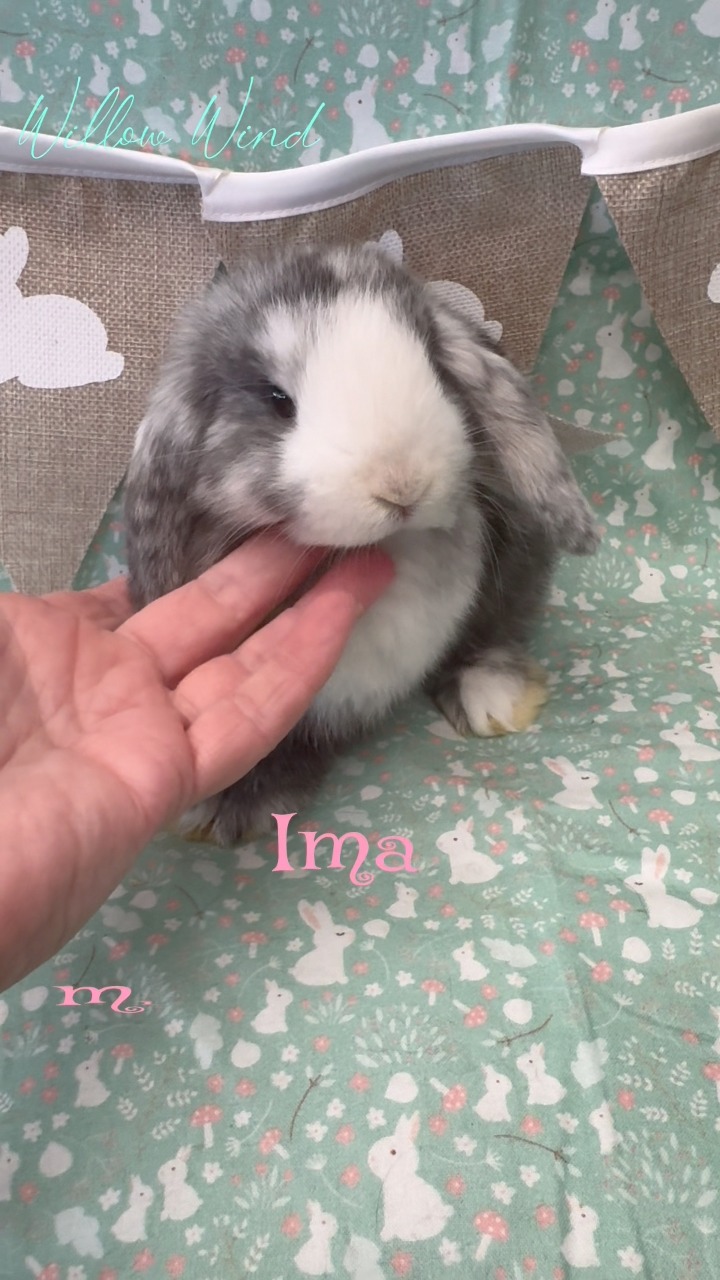 #rabbit #rabbitsofinstagram #rabbitlife #bunniesofinstagram #bunny # ...