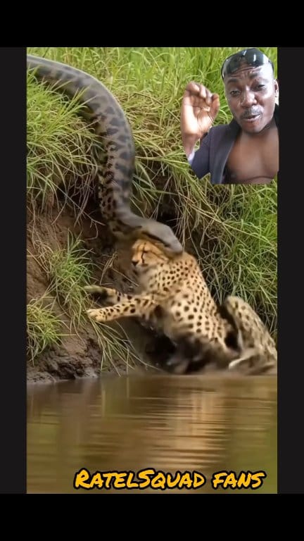 Python grabbed cheatah 🐆 on d head.. #viralvideochallenge # ...