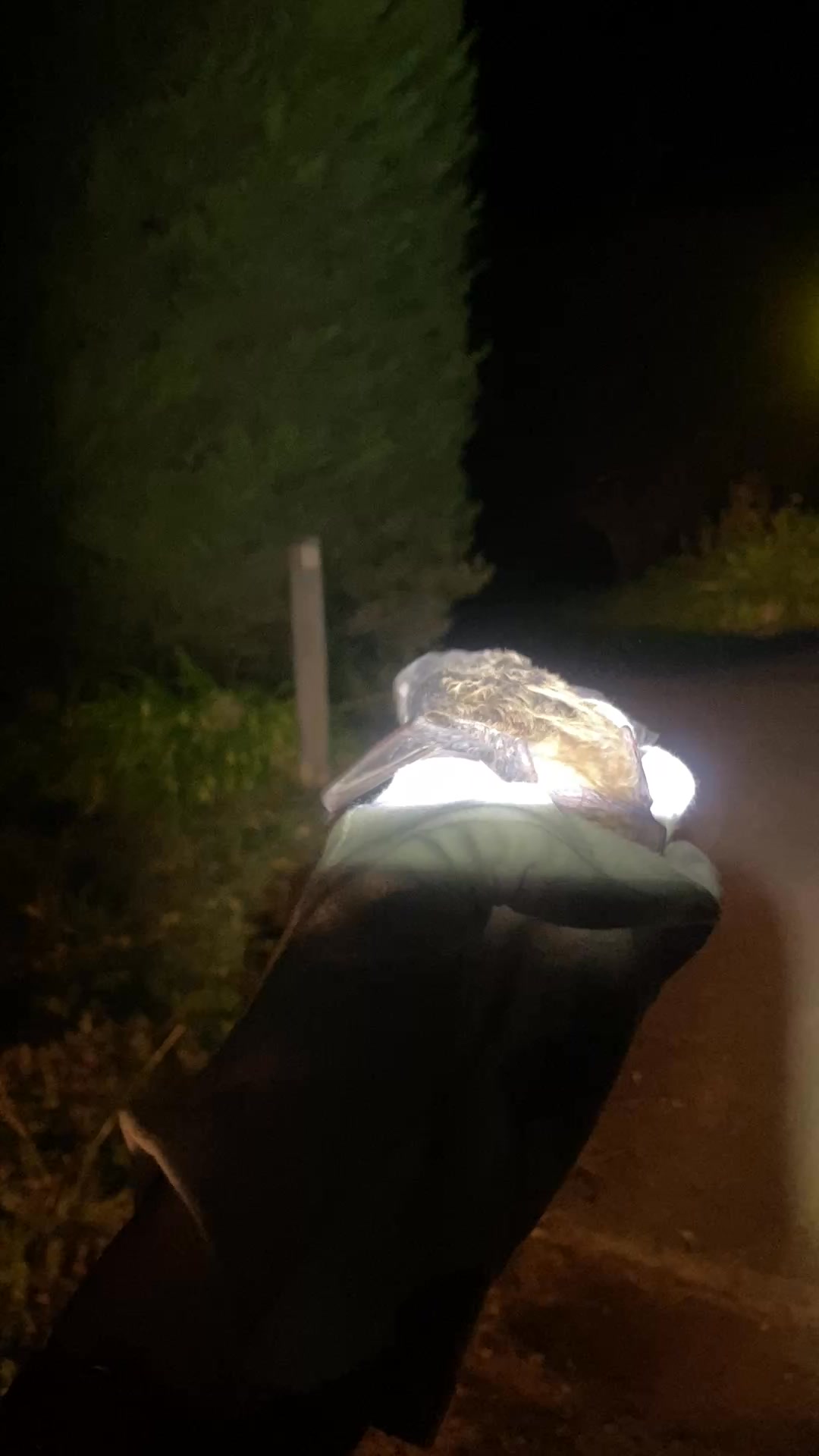 Microbats of Melbourne
