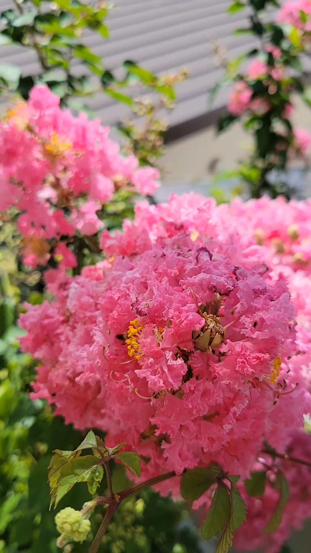 我が家の百日紅も 元気に咲いてくれてます 百日紅（サルスベリ）の 花言葉は 「雄弁」 「愛嬌」 「不用意」 「雄弁」サルスベリの花が枝先に ...