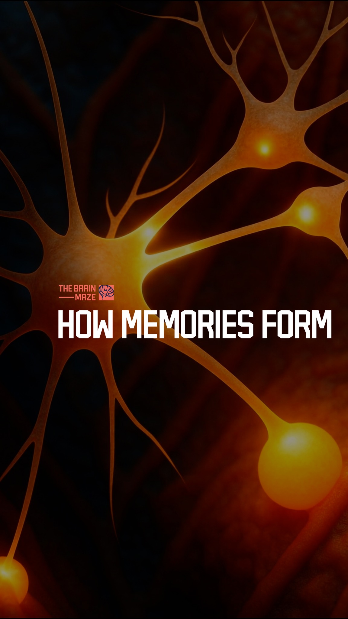 How Memories Form - What if every repeated thought or action quietly ...