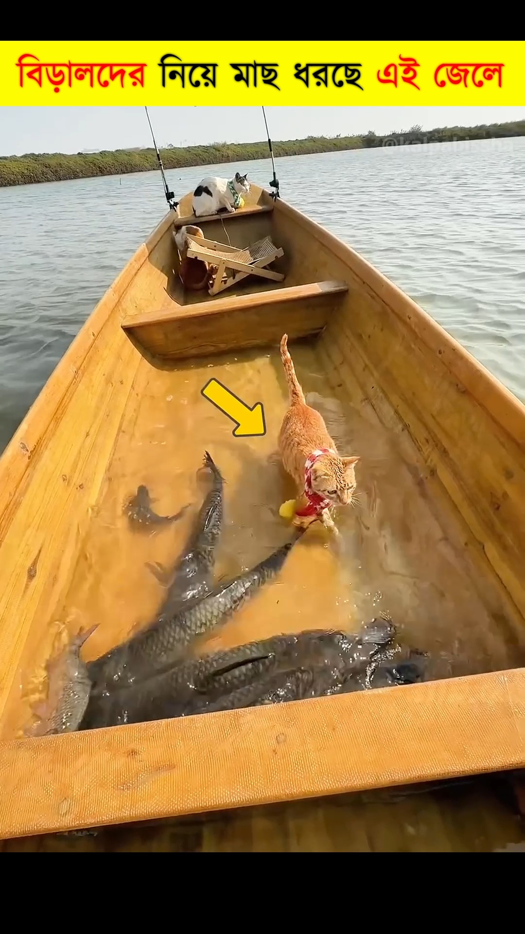 These Trained Cats Catch Fish Like Pros😲| #reel #trendingreels # ...