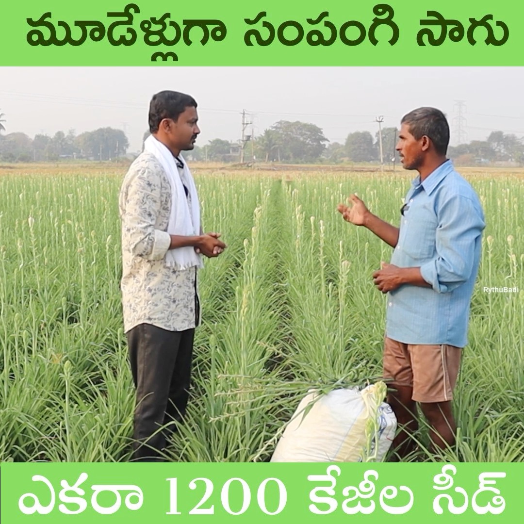 మూడేళ్లుగా సంపంగి సాగు ఎకరా 1200 కేజీల సీడ్ #rythubadi #agriculture # ...