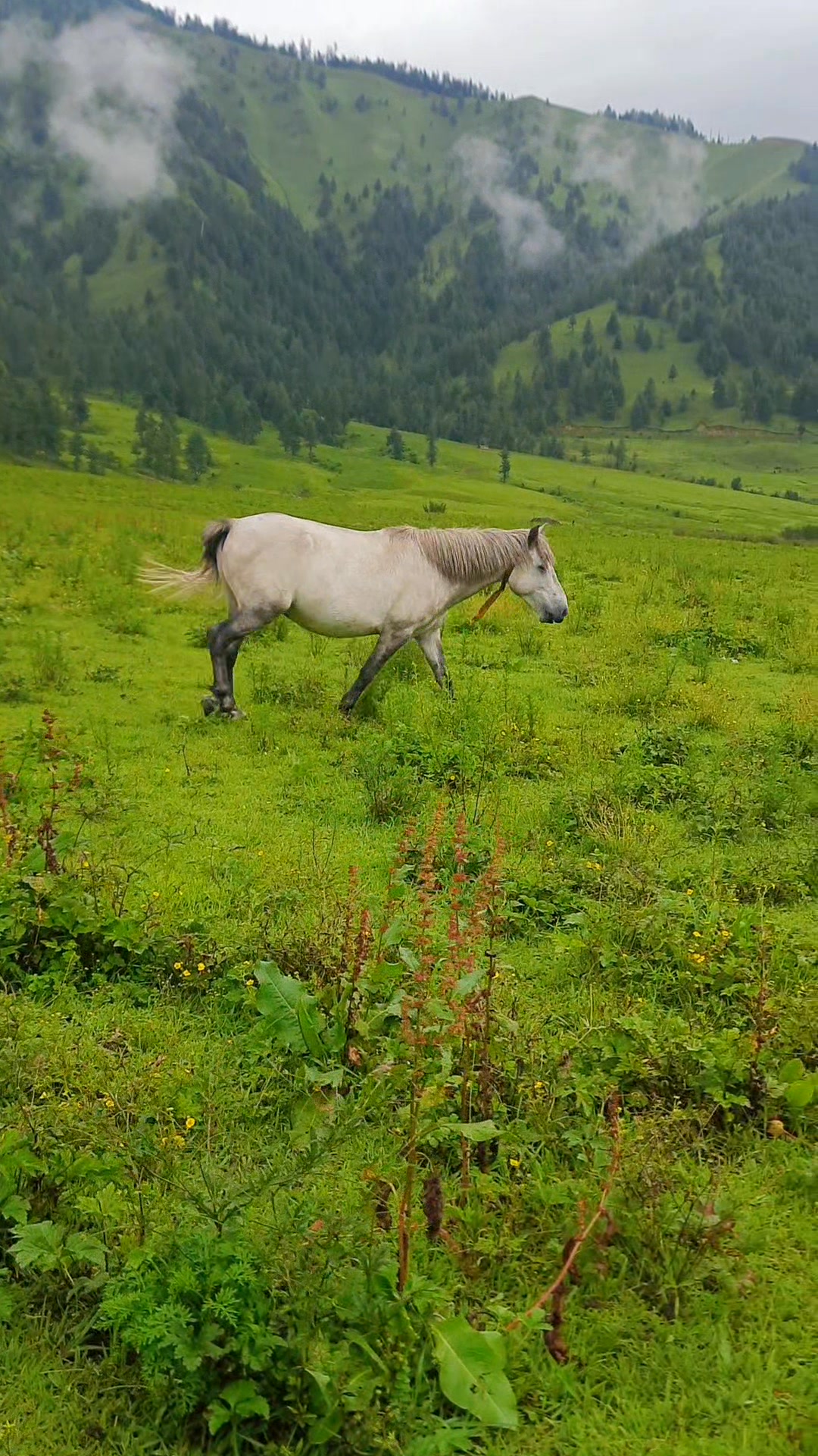 #nepalireels #viral #nature | Jay Raj Giri | Facebook