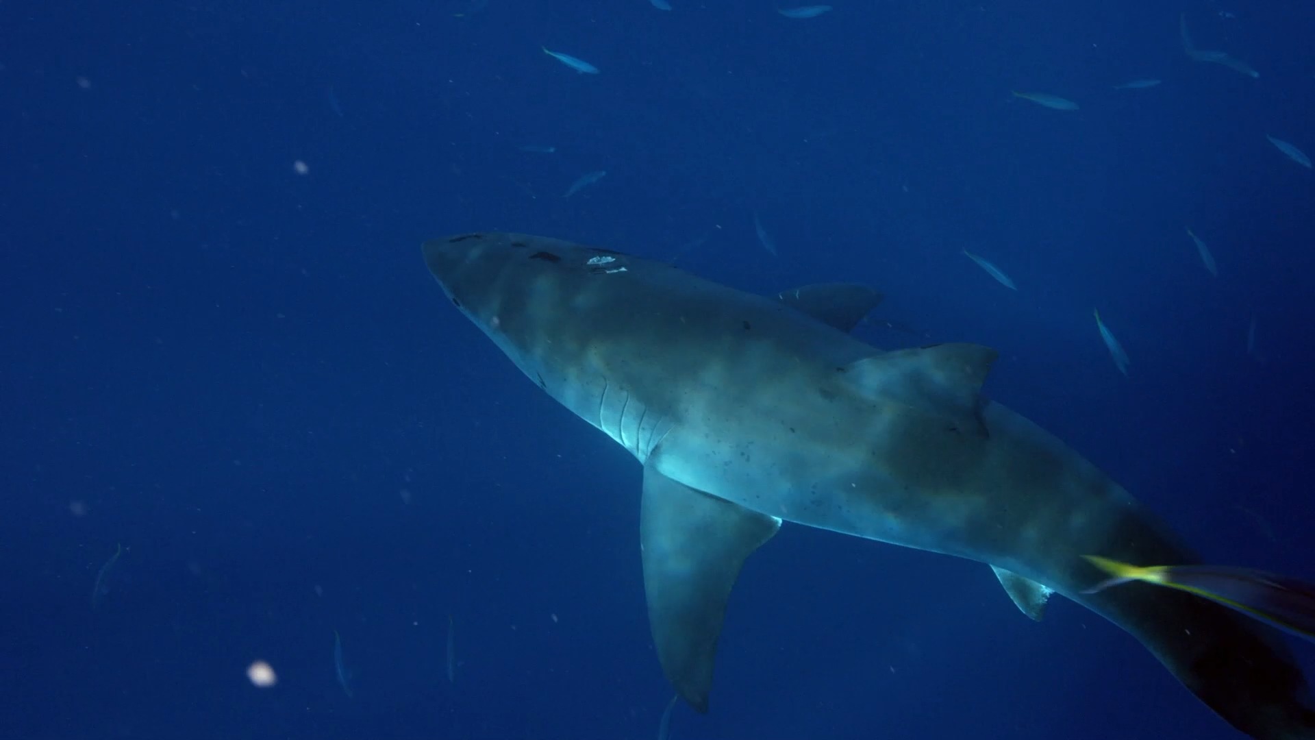 Off the island of Guadalupe, near Mexico, scientists and researchers ...