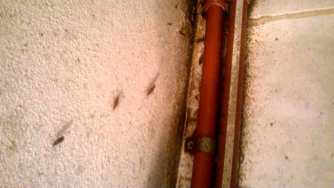 Fumigadora No Insect | Morón