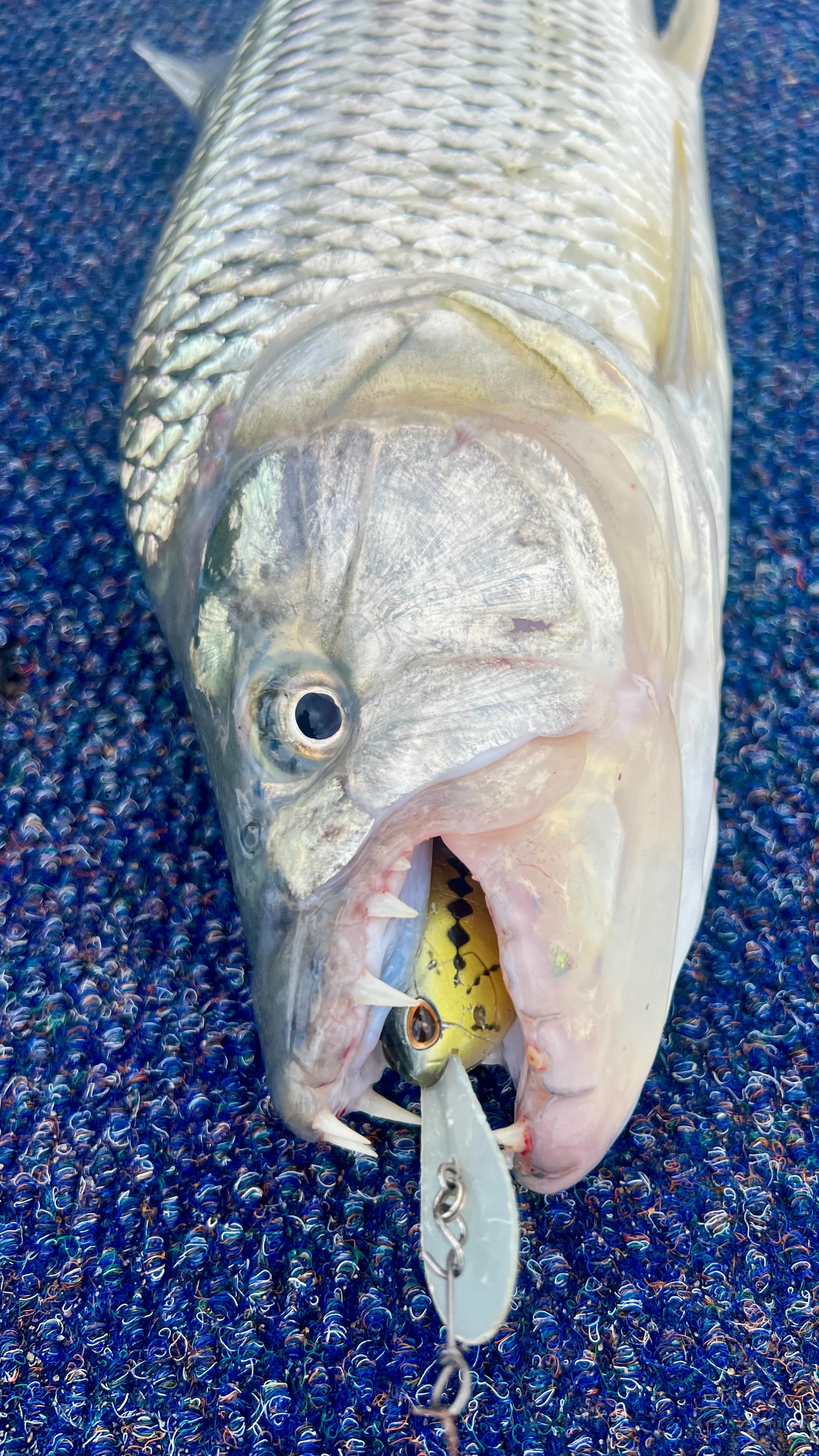 Well that escalated quickly! From foul hooking a tigerfish tiddler to ...