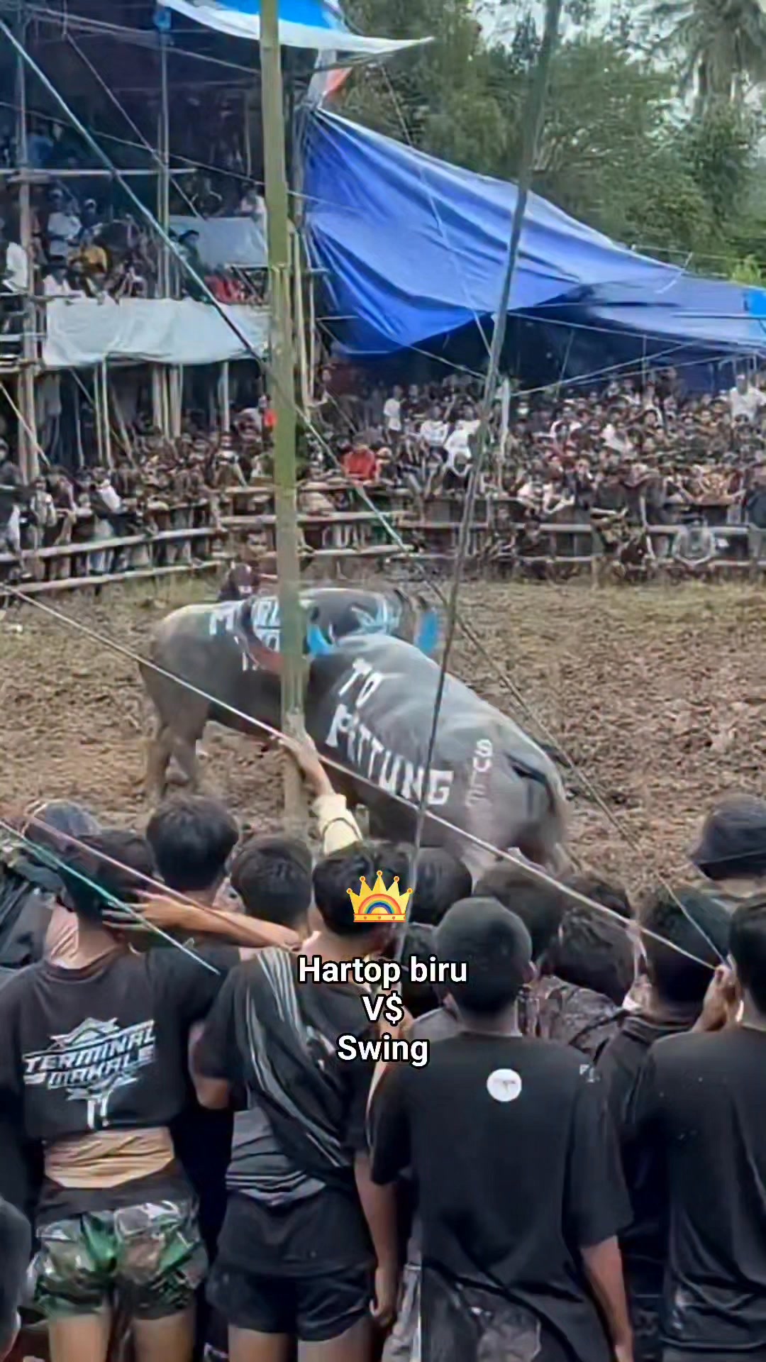 Tarian unik toraja ma' randing,toraja tempoe doloe. #reelsviral # ...