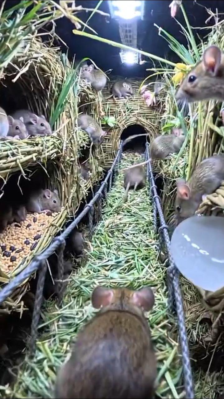 The kissing mouse, short but sweet | The Mouse family that live by