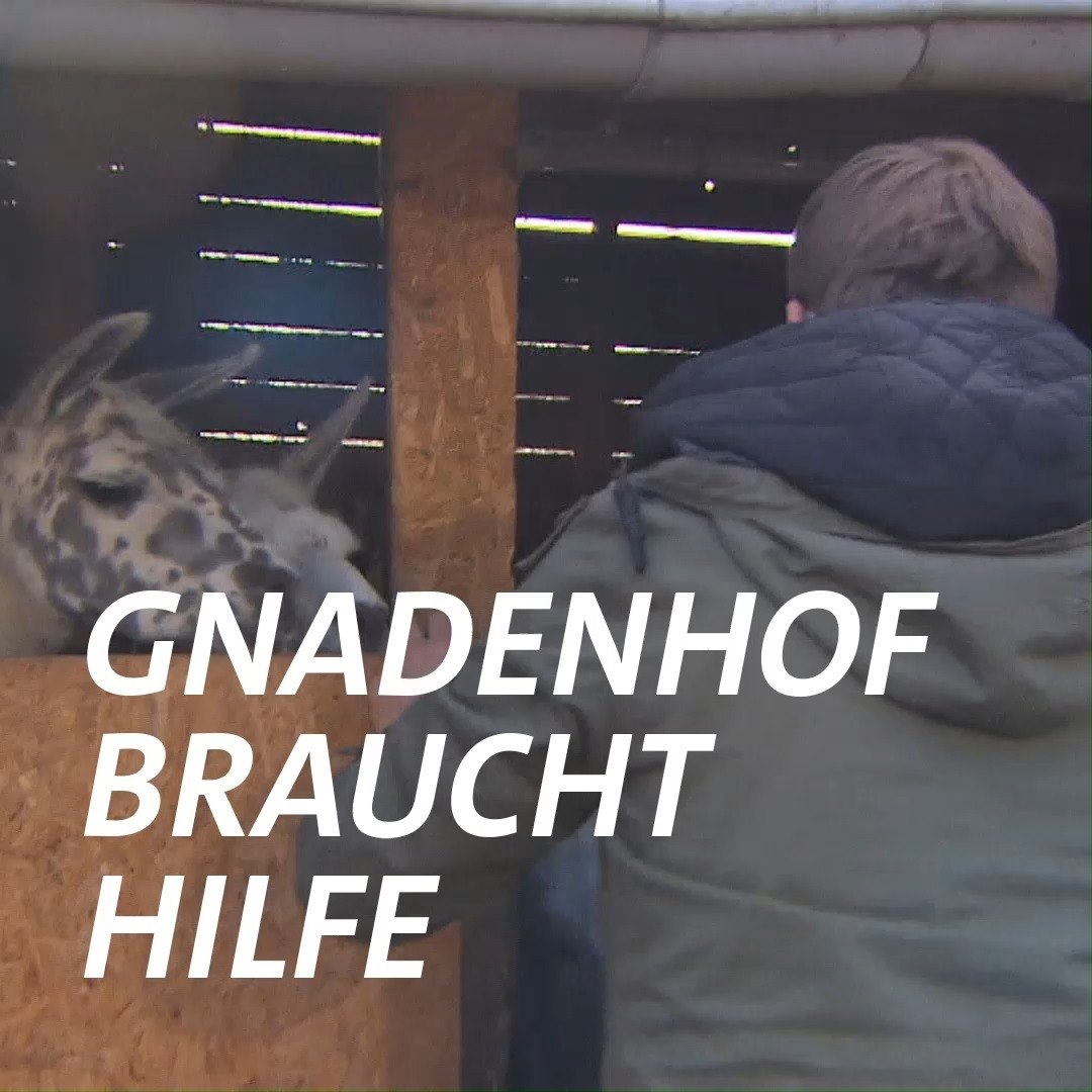 Viele Tierfreunde trennten sich 2020 aus Geldmangel von ihren Lieblingen. Der Gnadenhof 