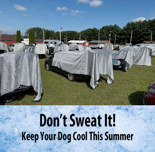 Keep your canine cool this summer with Clean Run!#dog #dogtraining ...