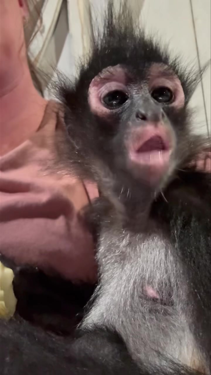 Apple anyone?? Why are monkeys so cute eating?? | Clanton Ridge Farm ...