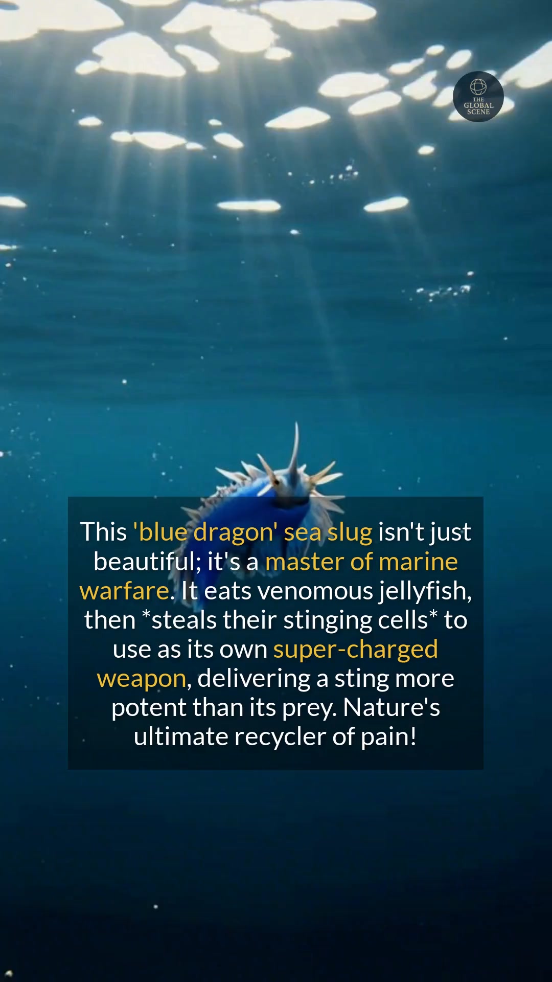 The blue dragon sea slug is a tiny, beautiful creature with a potent ...