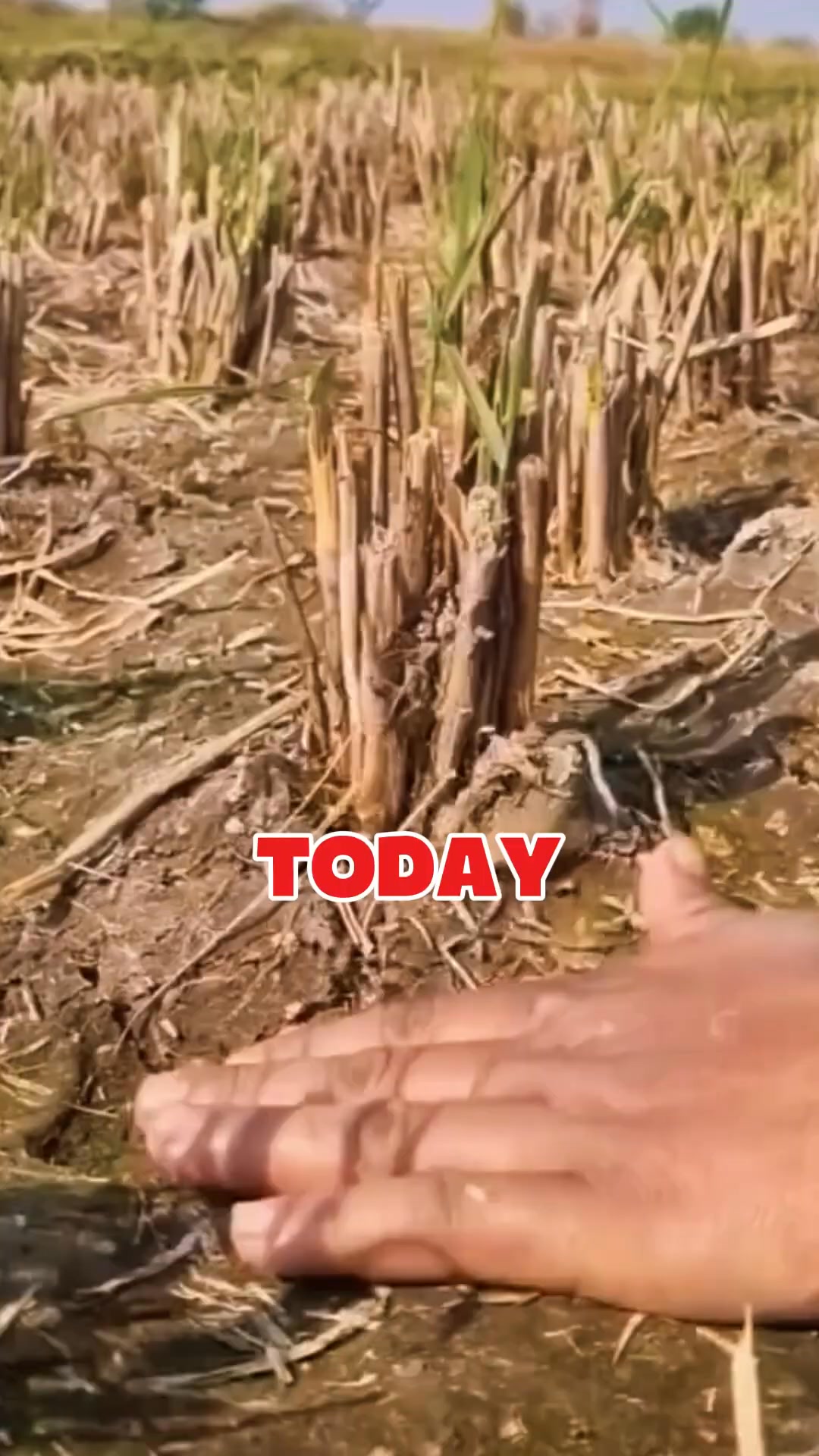 Unbelievable! Bangladesh Farmers Grow Garlic Inside Rice Fields for ...