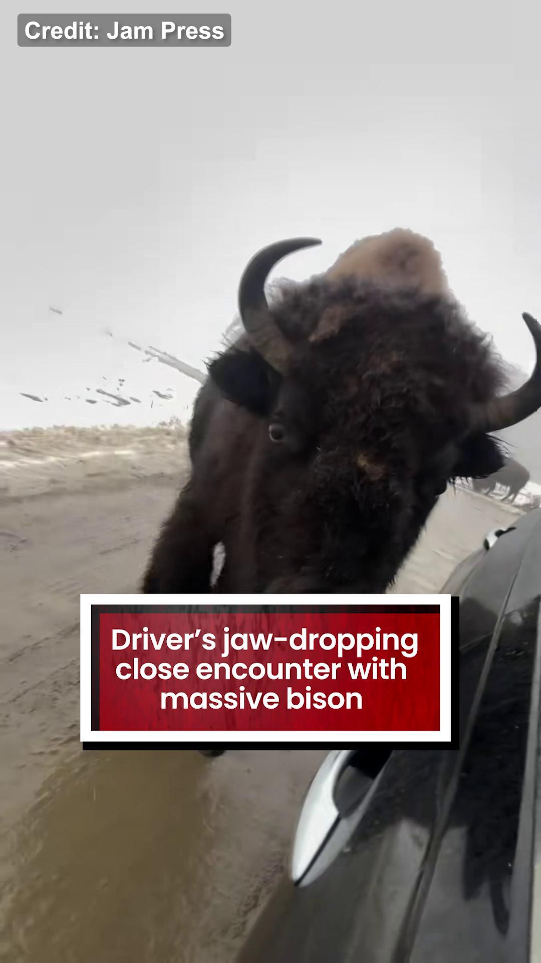 Driver’s jaw-dropping close encounter with massive bison leaves viewers ...