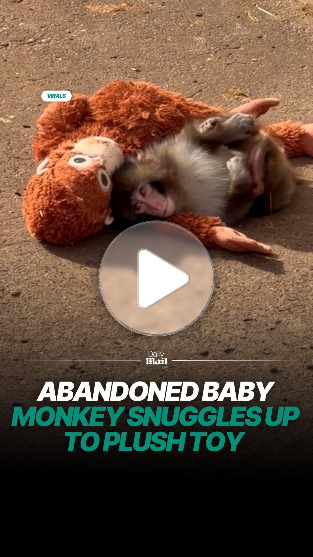 This is the heart-melting moment a baby monkey abandoned by his mother ...