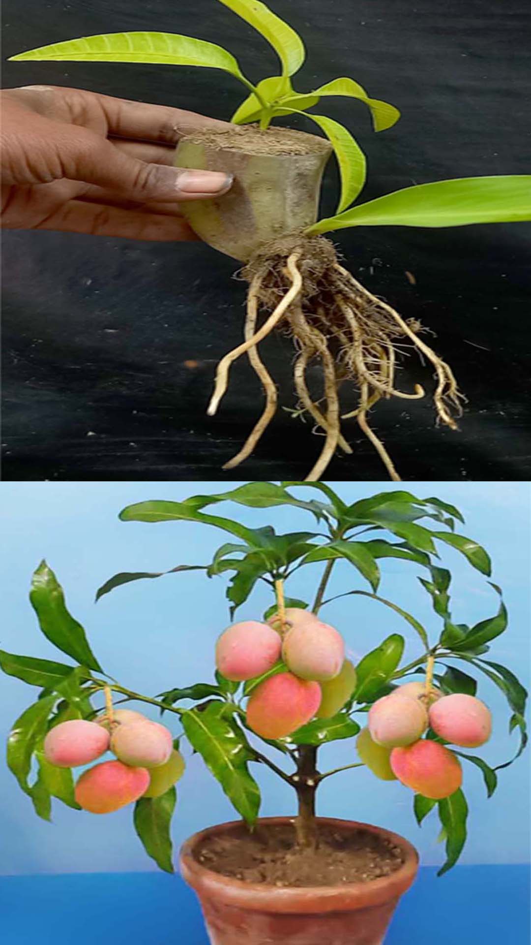 Simple Method To Propagate Grape Tree With Water | Rana Craft | Facebook