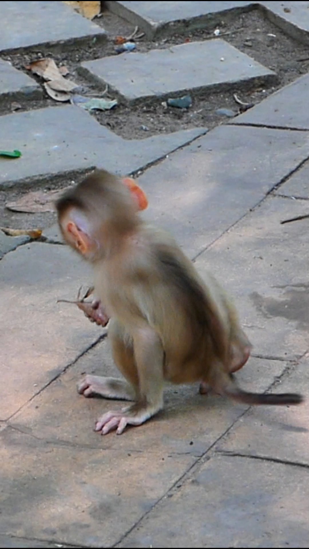 What matter to small baby Leo stay a lone like this? | | Monkey Solo ...
