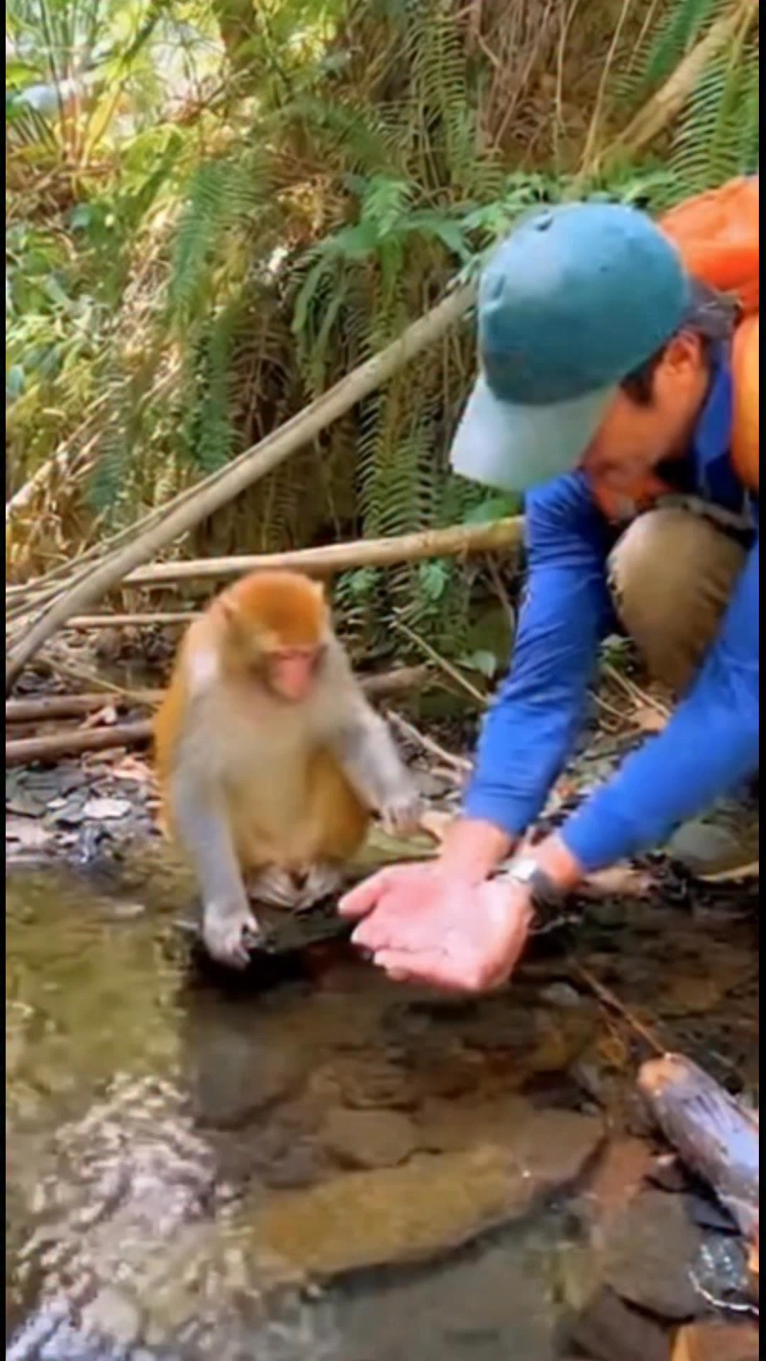 Monkey's Trusting Moment by the Stream A monkey drinks from a man's ...